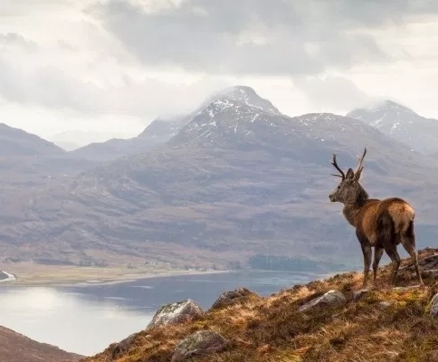 stag at great glen